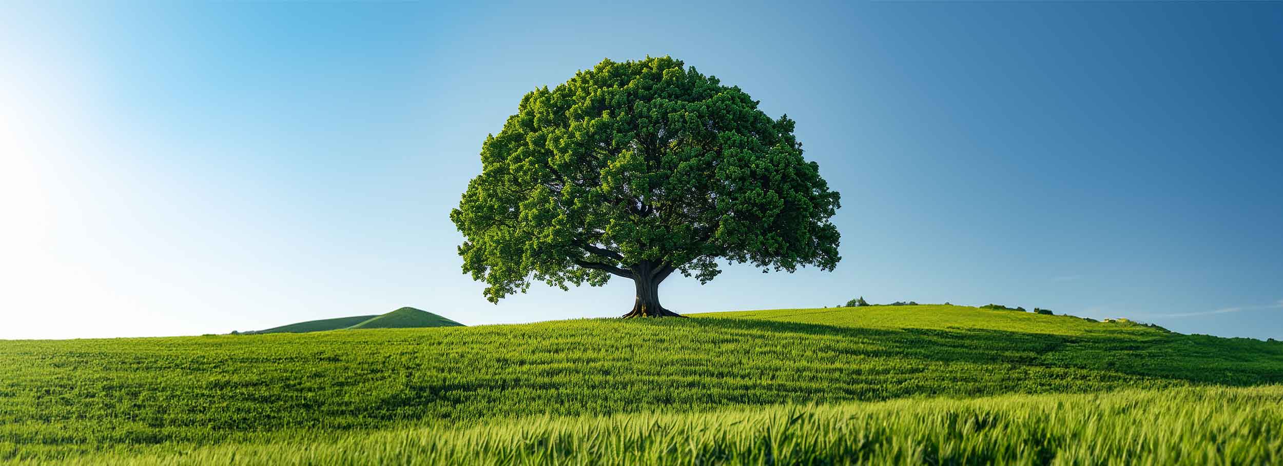 Photorealistic tree with branches trunk outside nature